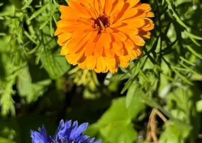 Bonheur Simple — photo 14