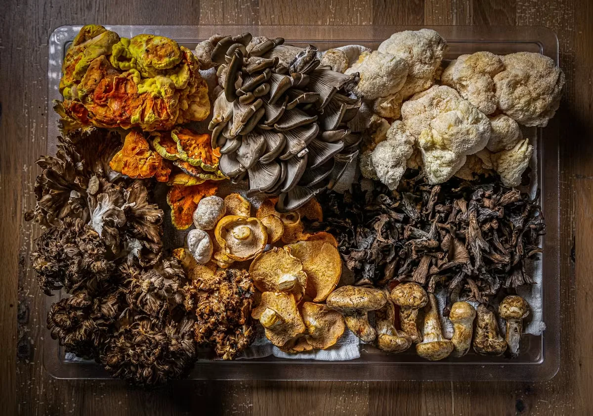 Oyster Oyster — photo 11