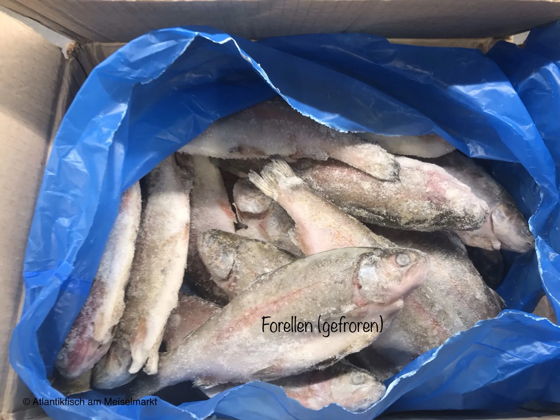 Atlantik Fisch — photo 96