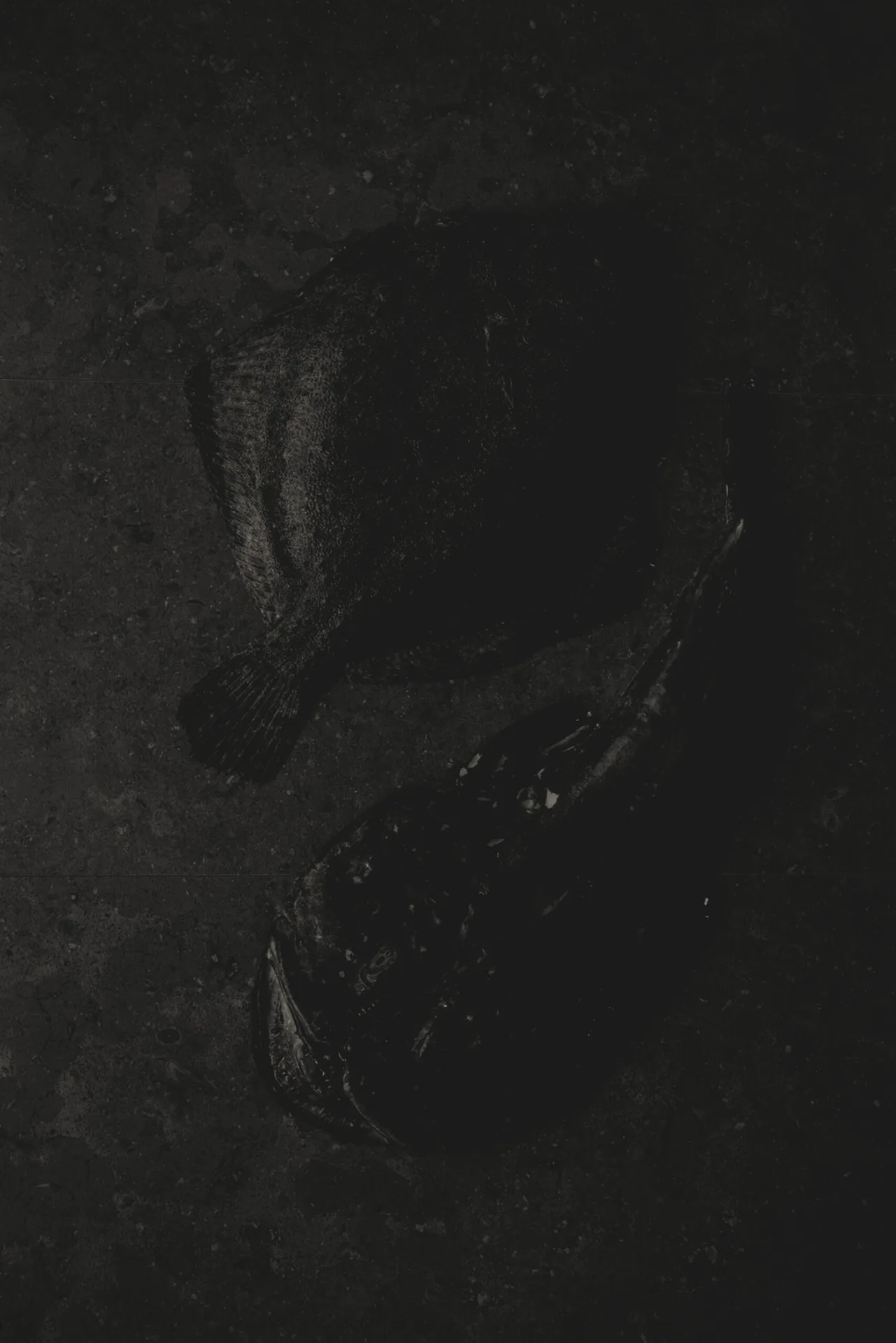 Daniel Berlin Krog — photo 4