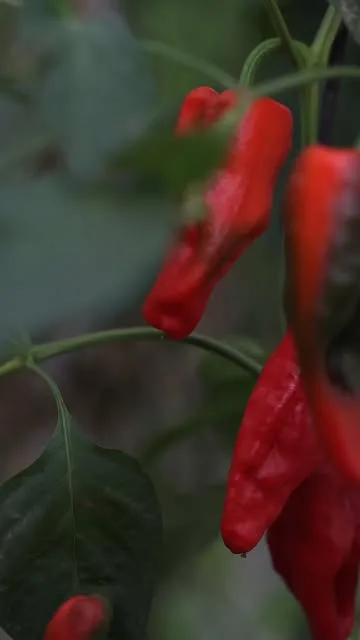 Huerta de Carabana, Tielmes