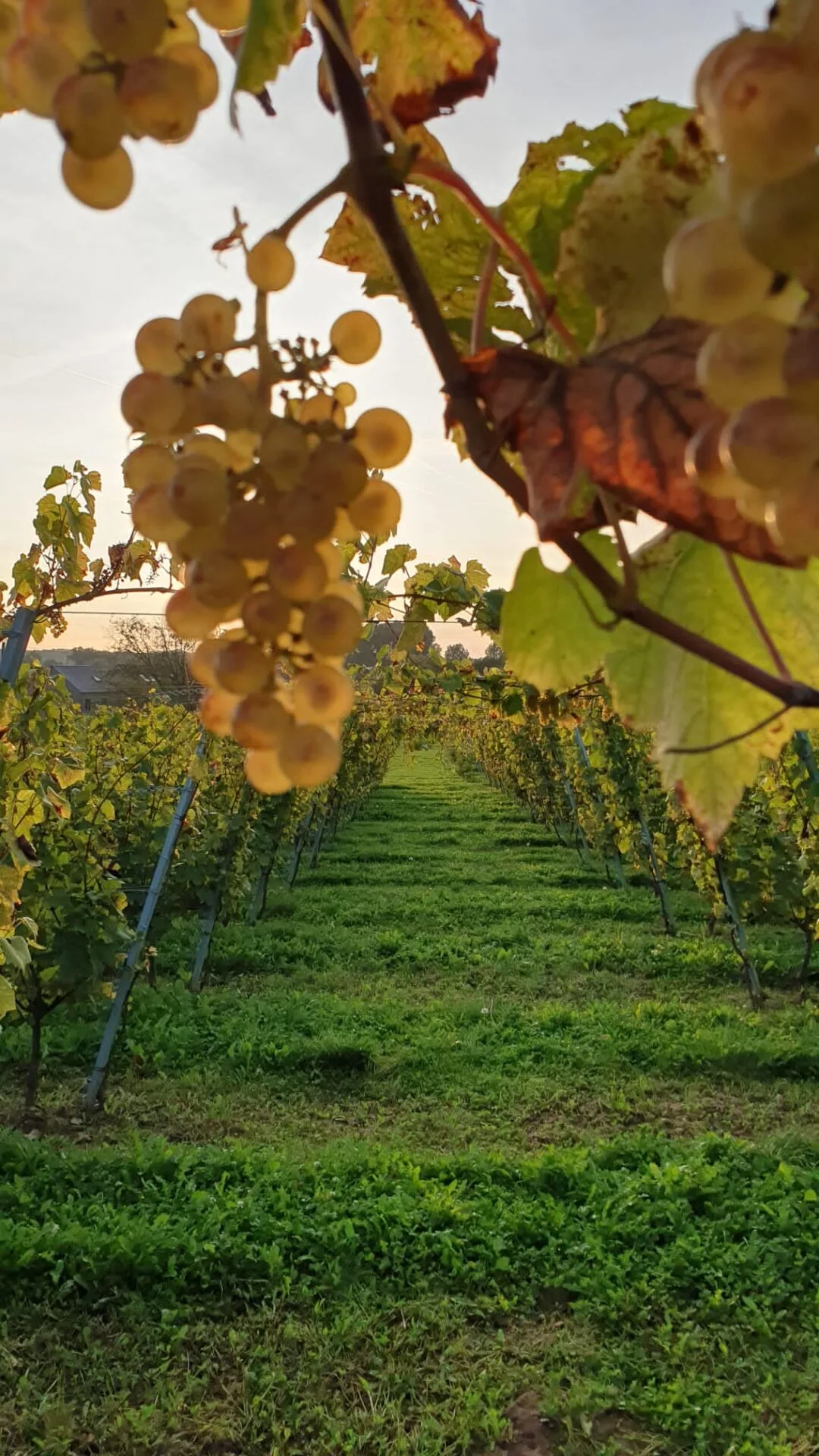 Marsnil — photo 40