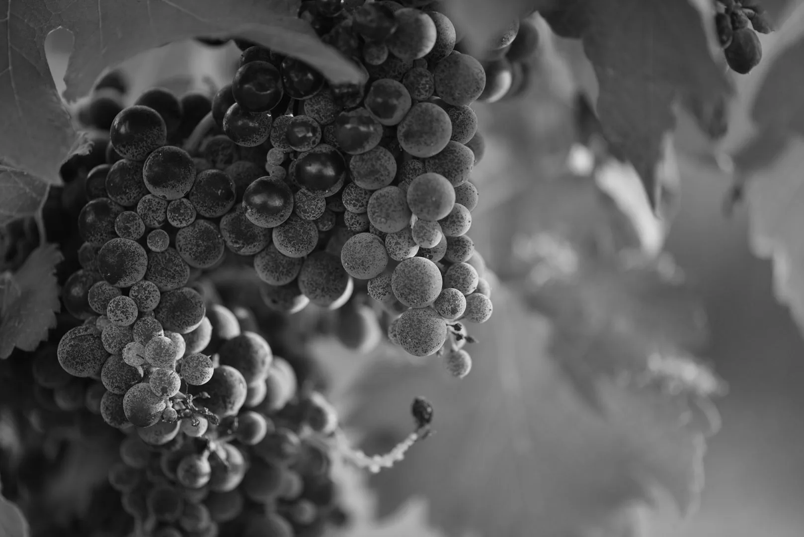 Karnas Vineyards — food