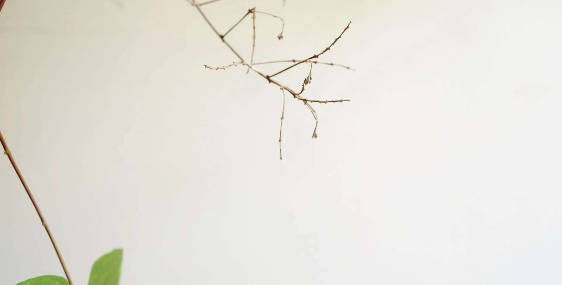Hum Garden — food