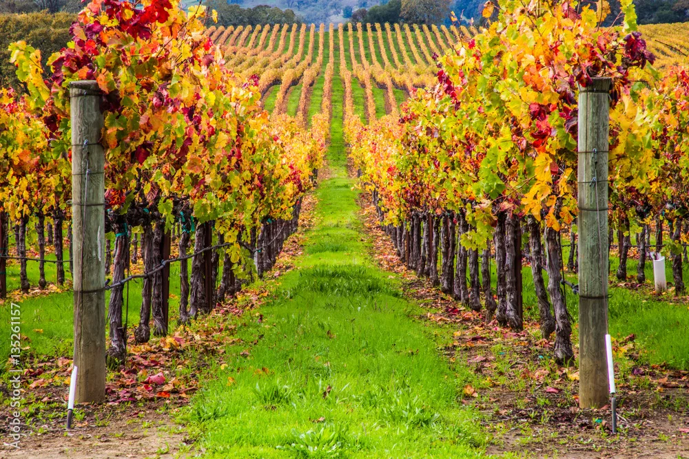 Mermaid Winery — photo 33