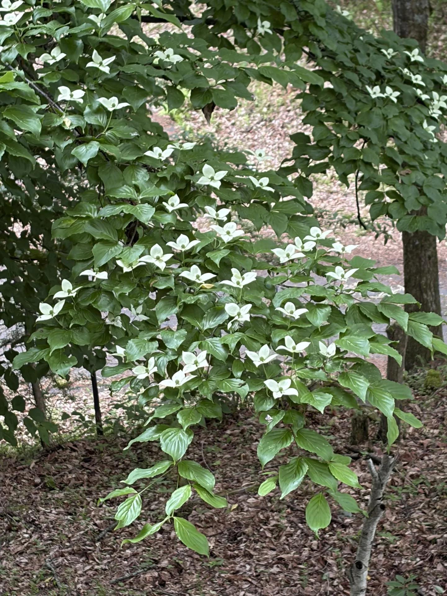 Espoir De Maison — photo 105