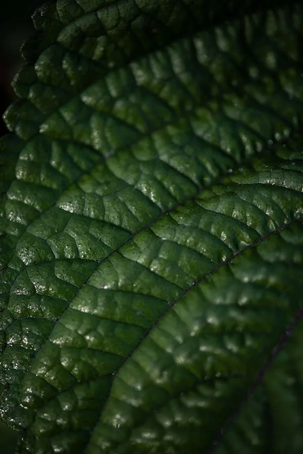 Lait Thym Sel — photo 8