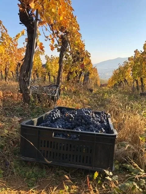 VINARIJA TARPOŠ — photo 18