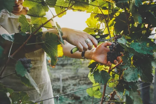 Vineyard — photo 65