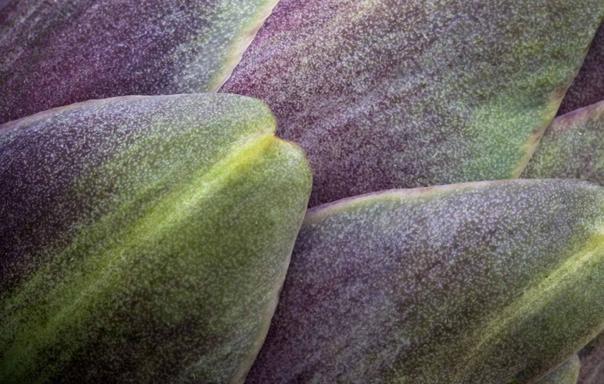 De Ceder — photo 14