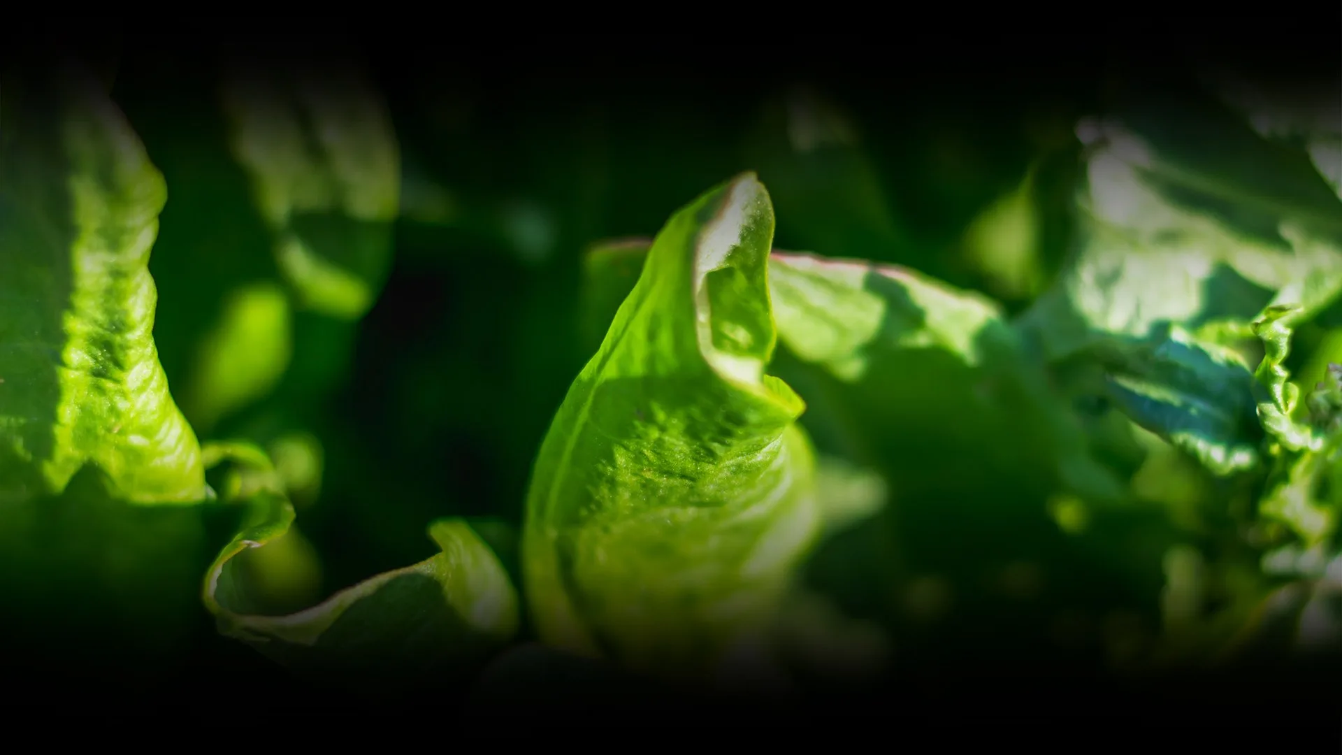 Natura — food