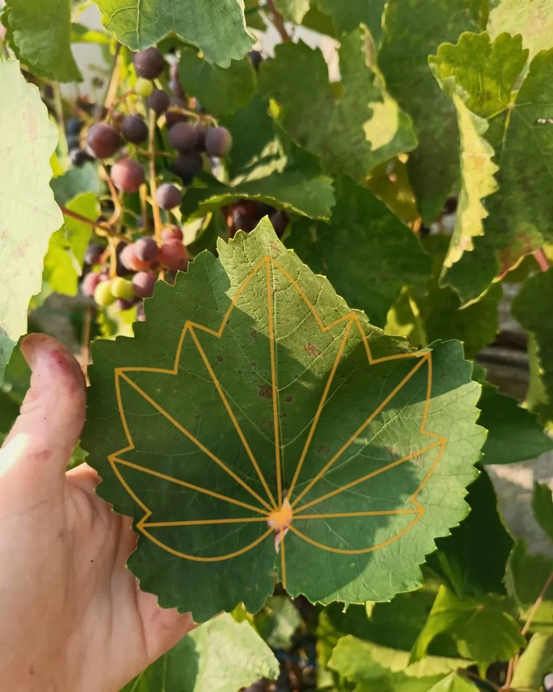 LEAF, Prague