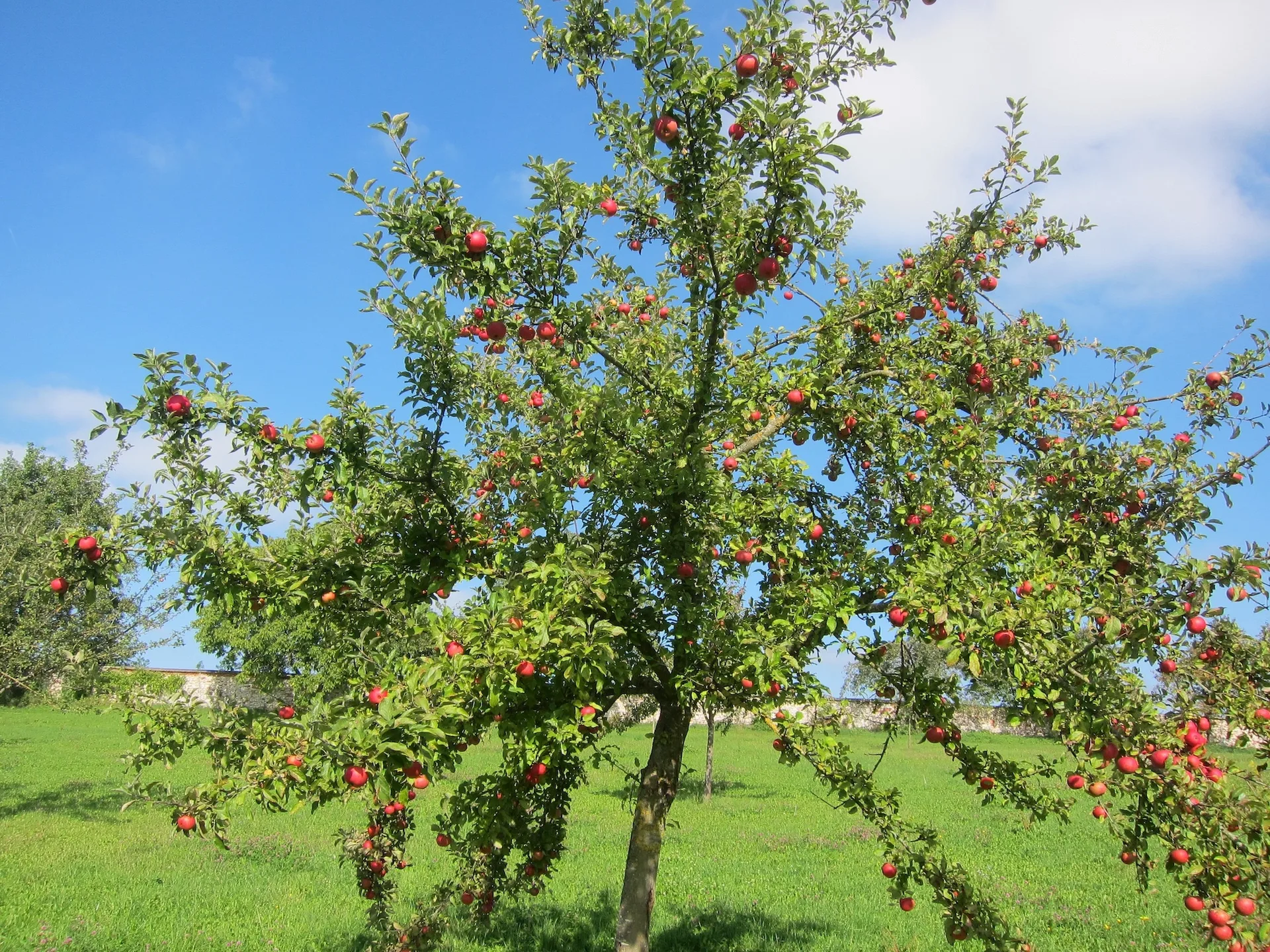 Gaststube Zum Klosterbräu — photo 7