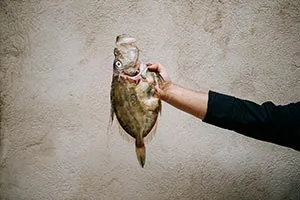 Proto Fish — photo 8