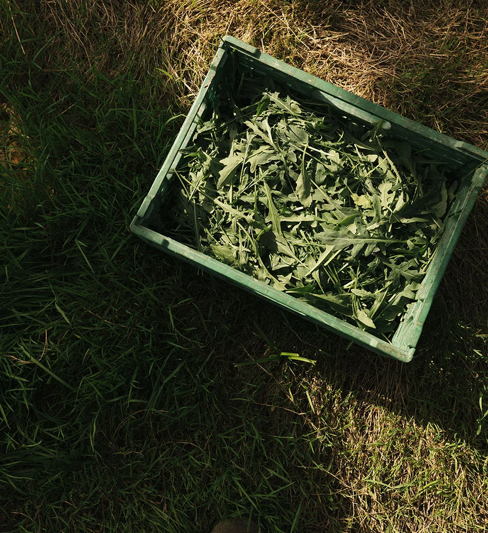 Freia — food