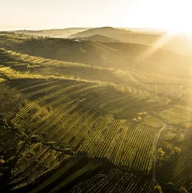 Weingut Nigl — photo 5