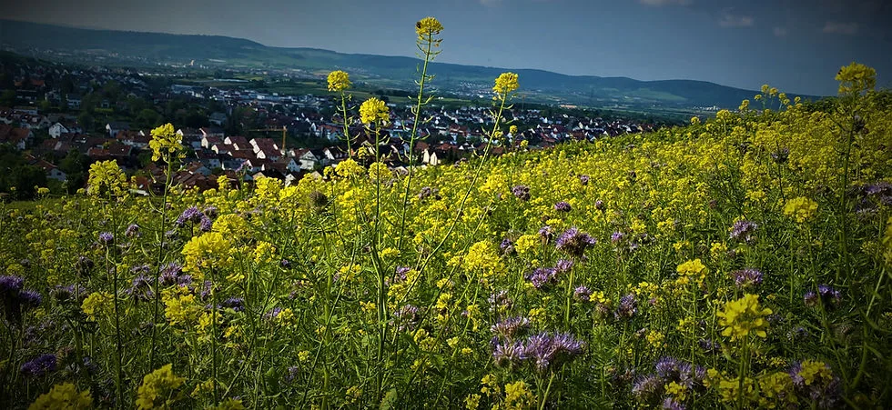 Rebblick — atmosphere