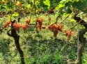 Agritur Calvola — photo 79