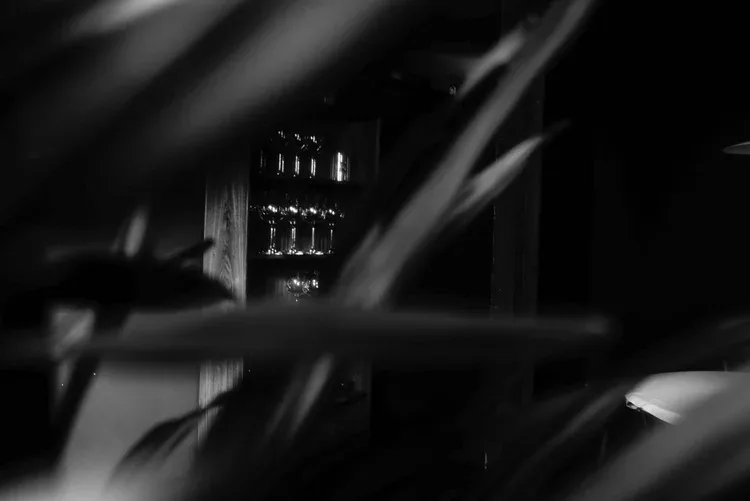 Oriole — photo 6