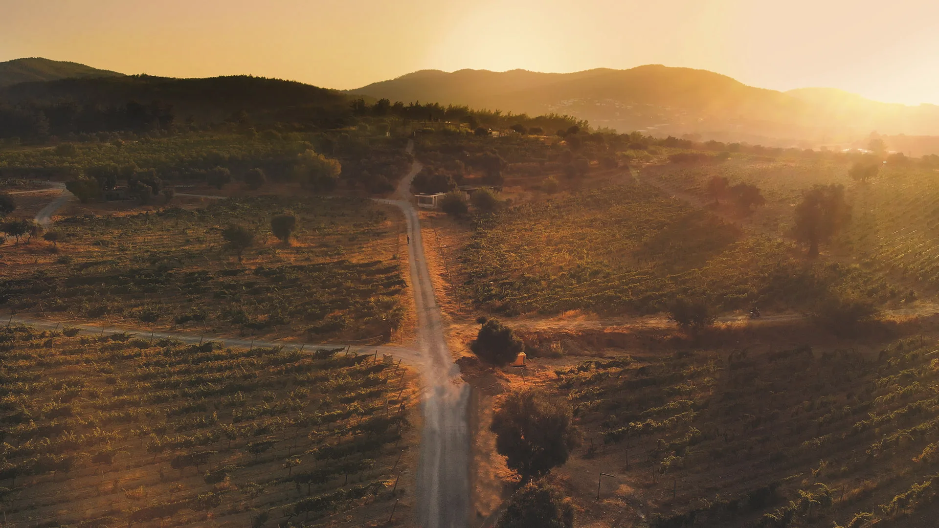 Karnas Vineyards — photo 10