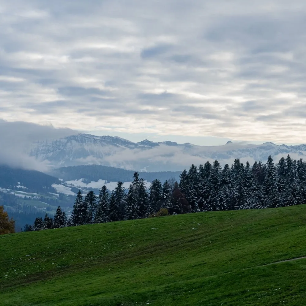 Krone — photo 17