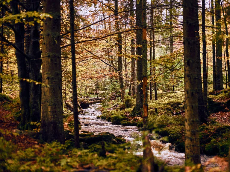 Gasthof Zum Bayerischen Wald — photo 46