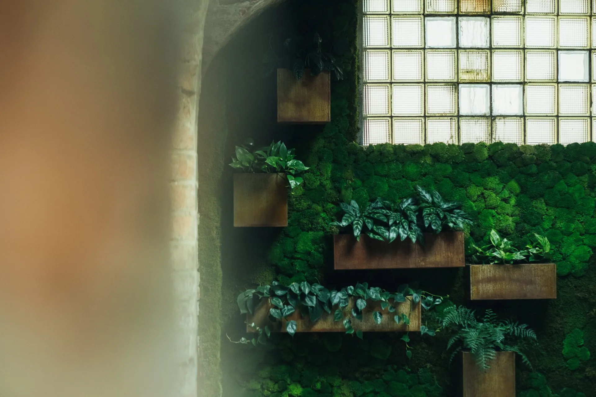 alchemilla — photo 10