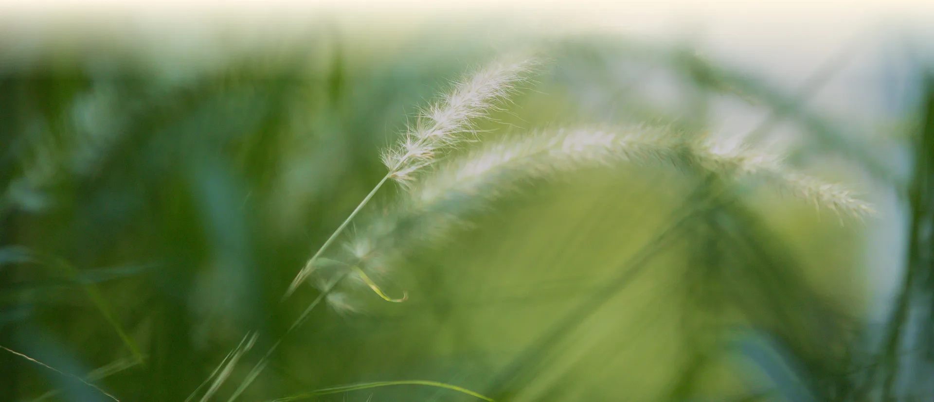 Hum Garden — photo 14