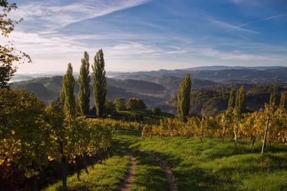 Vineyard — photo 37