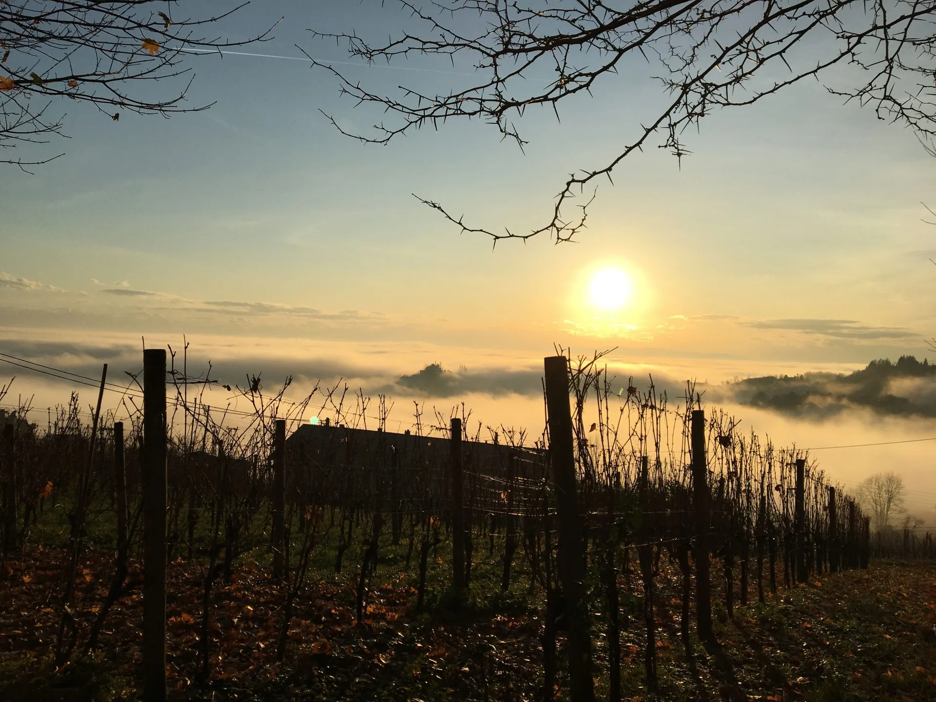 Korak Family Estate — photo 31
