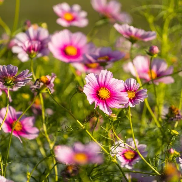 Les Jardiniers — photo 4