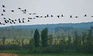 Oberża Pod Psem — atmosphere