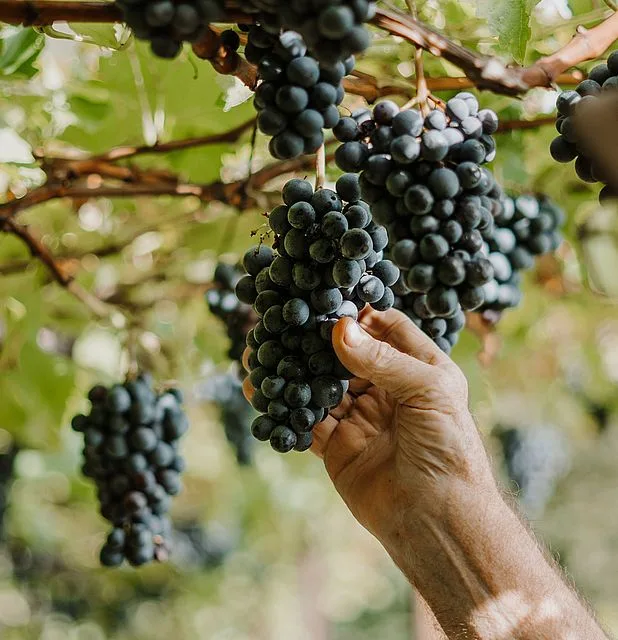 Antica Locanda al Cervo - Landgasthof zum Hirschen — photo 5
