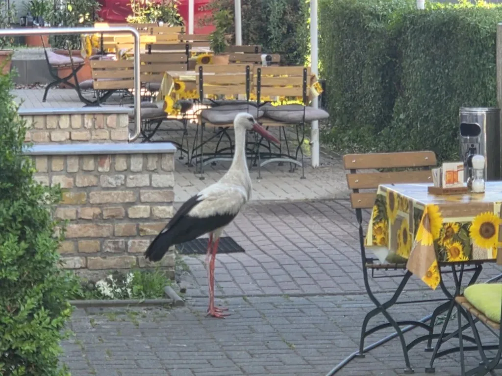 Restaurant Zum Alten Krug — photo 45