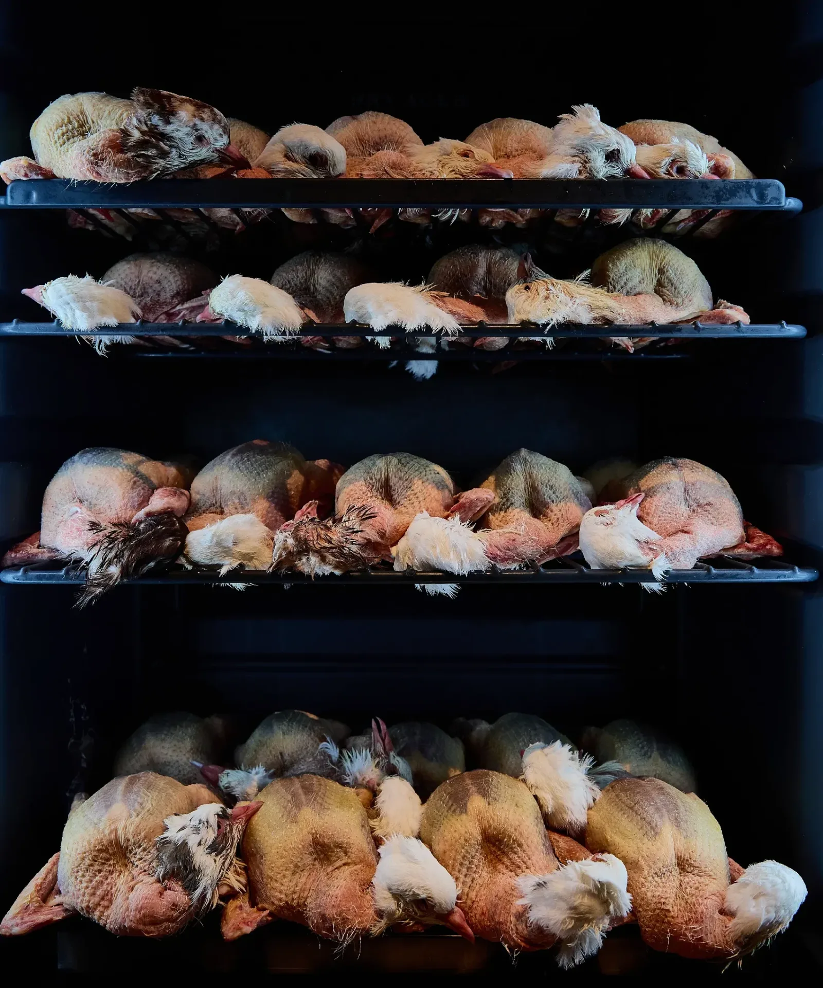 Humble Chicken — photo 25
