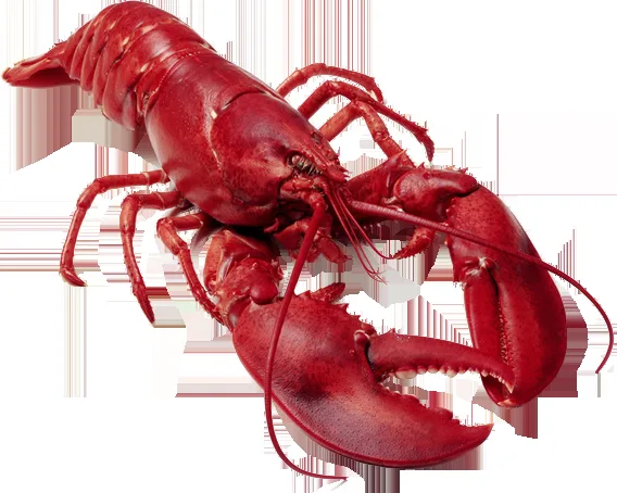 Lobster — photo 5