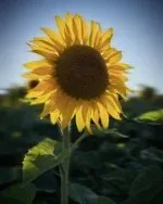 Le Soleil — atmosphere