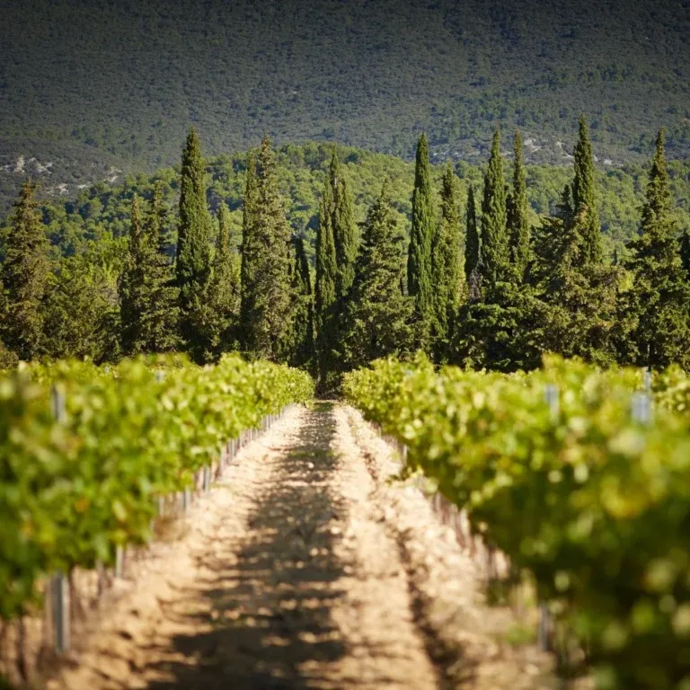 Martin - Domaine de Primard — photo 16