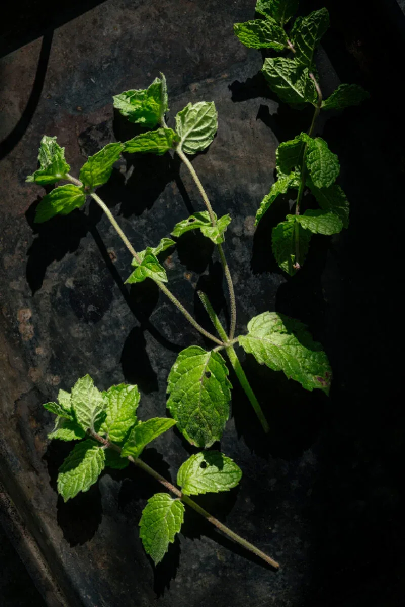 Araka — photo 13