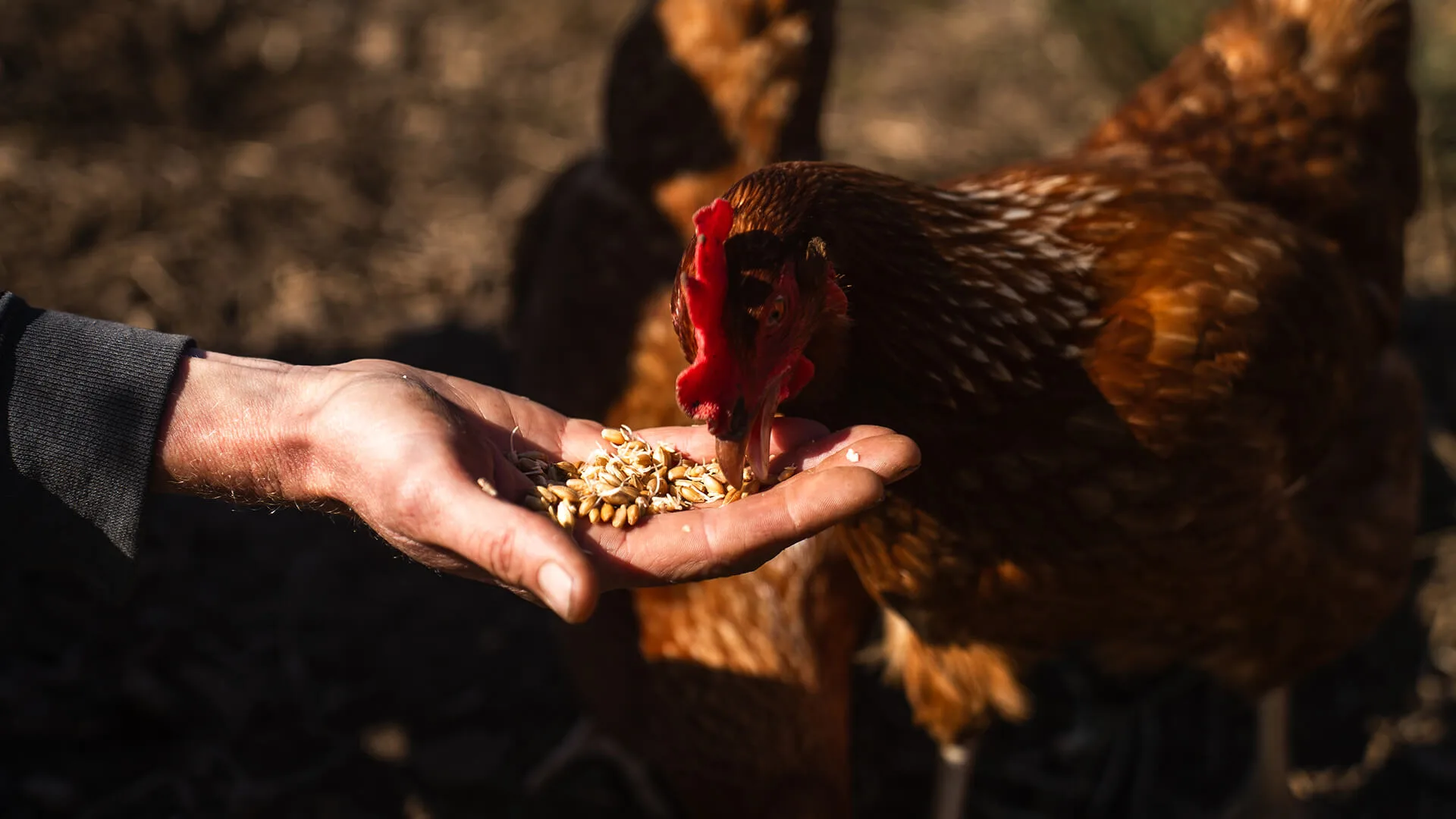 The Sea Ranch Lodge — photo 15