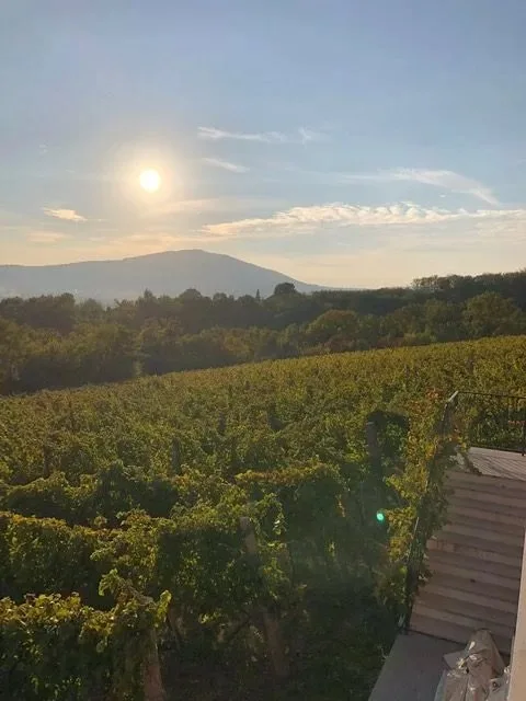 VINARIJA TARPOŠ — photo 9