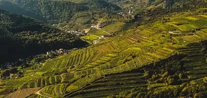 Weingut Nigl — photo 7