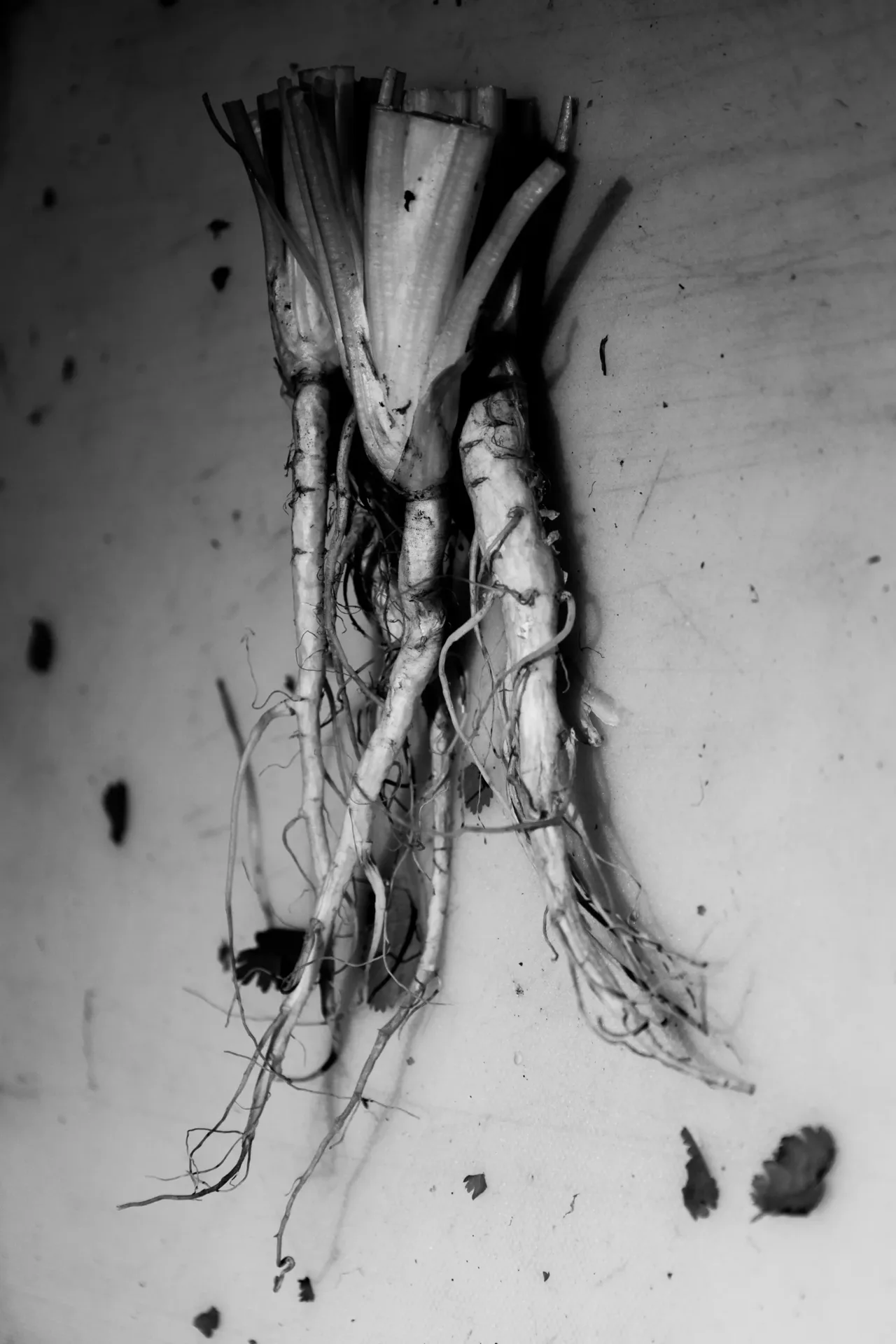 Gaba — photo 7