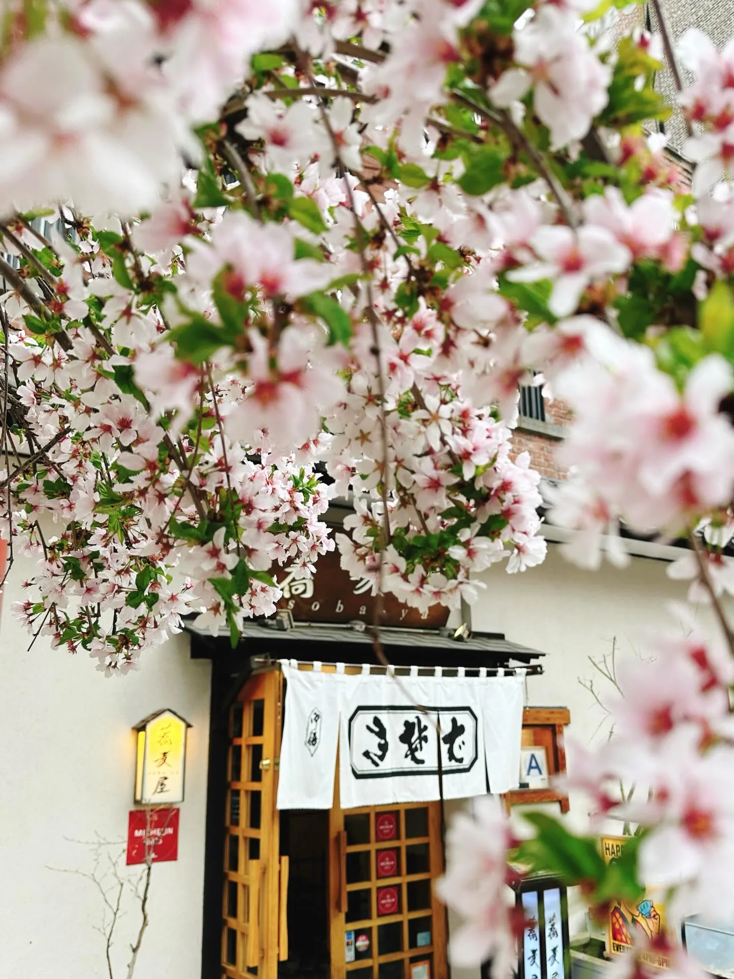Sobaya — photo 6