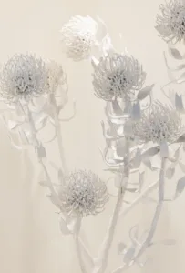 Salsify at the Round House — photo 12