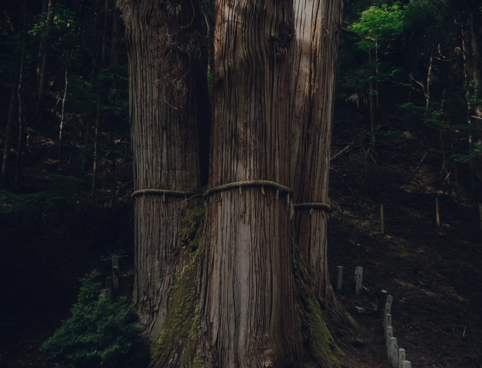 Miyamaso — photo 20