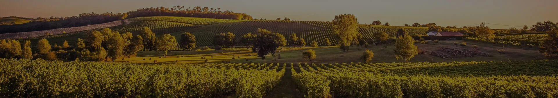 La Tartaruga Restaurant — photo 35
