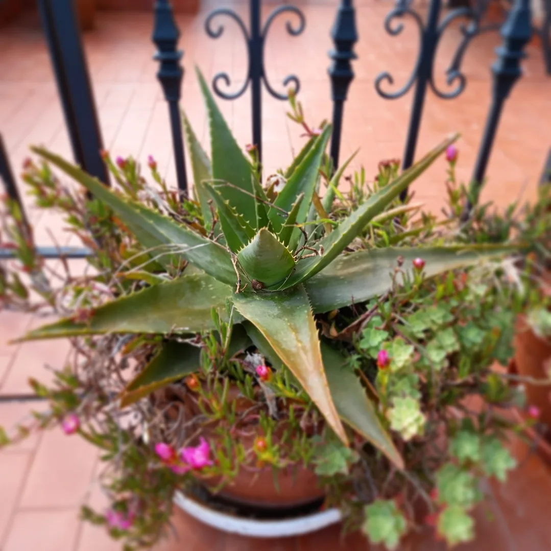Casa Eutimio — photo 15