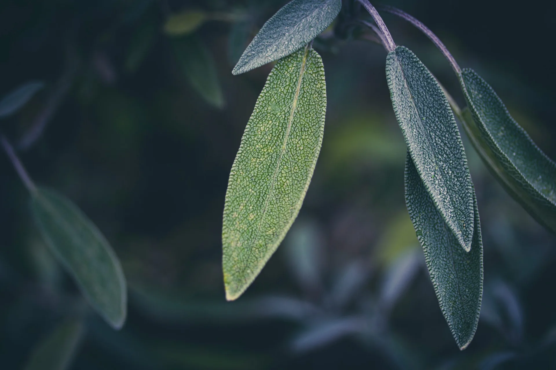 flora. — photo 33