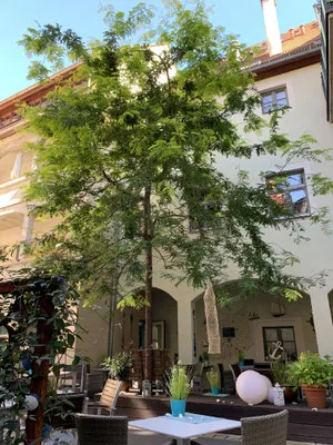 Restaurant Schifftor — photo 4